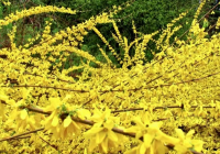 阿婆寨景区第六届连翘花节开幕 满山尽是“黄金条” 阿婆寨景区第六届连翘花节开幕 满山尽是“黄金条”